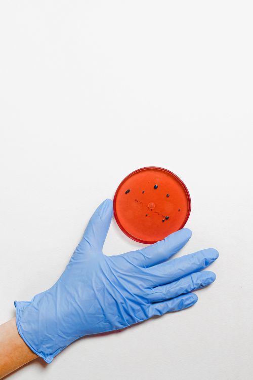 hand holding petri dish